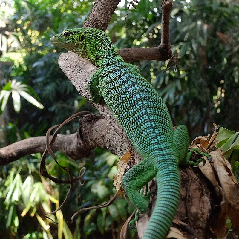 Bali Reptile Park photo 2