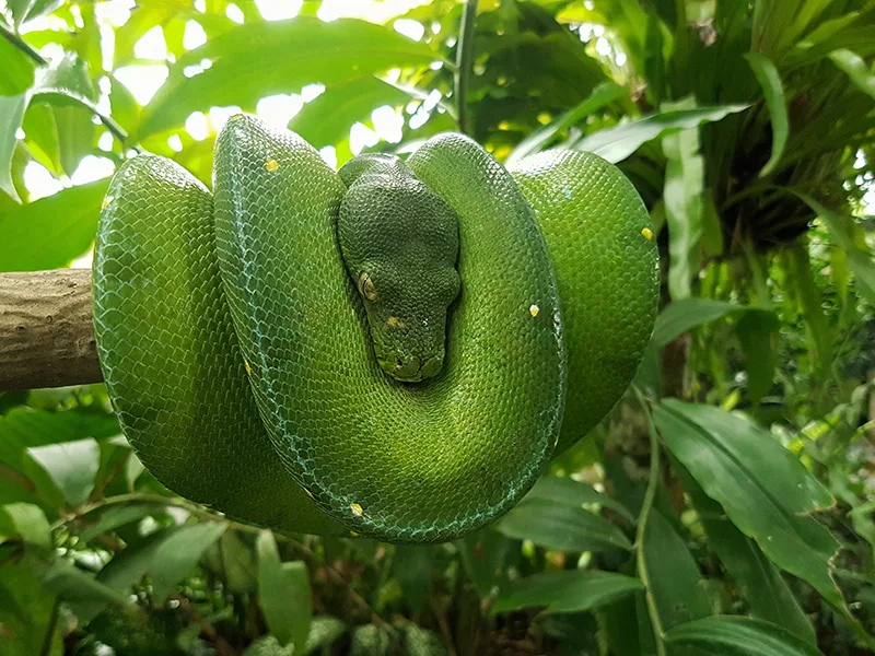 Bali Reptile Park photo 3