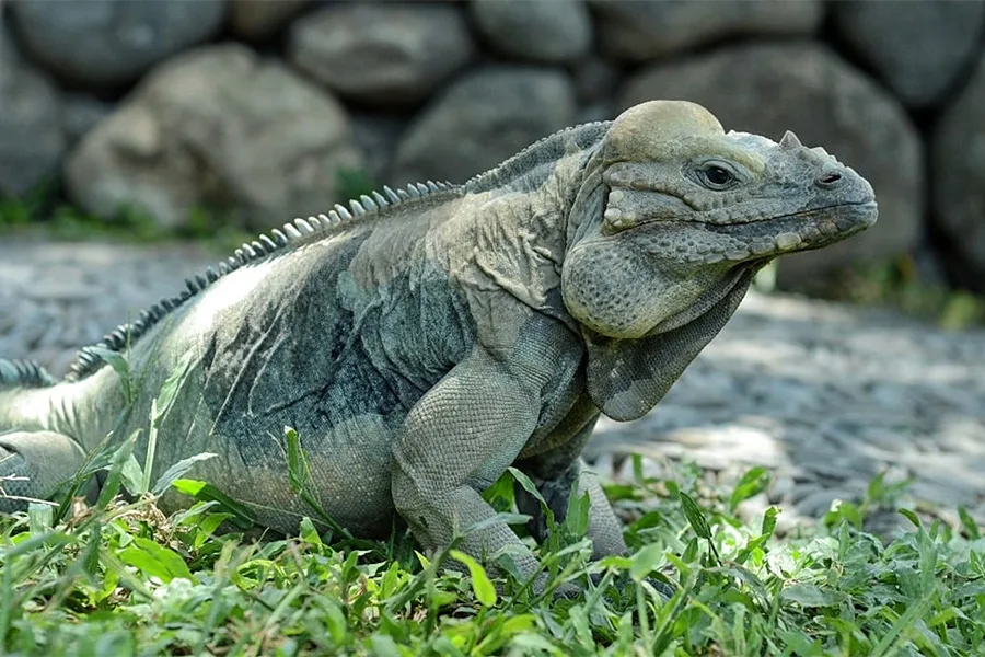 Bali Reptile Park photo 4