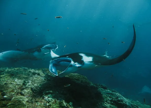 Octopus Dive Nusa Penida photo 2
