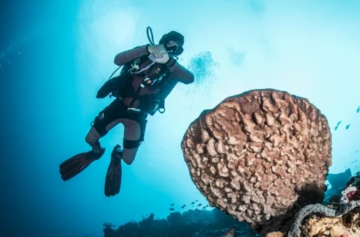 Octopus Dive Nusa Penida photo 4