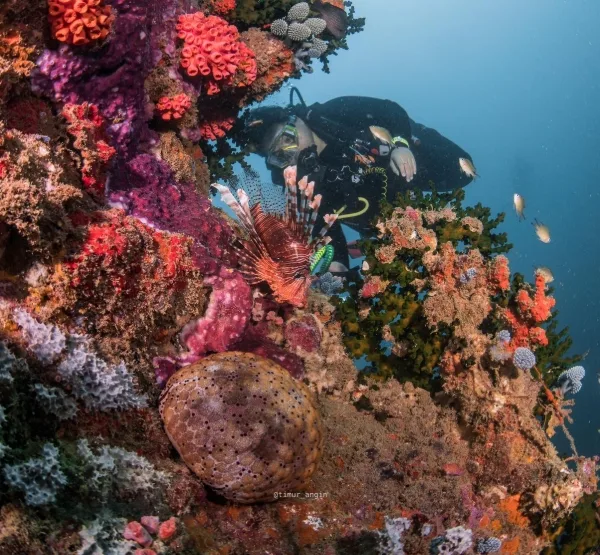 Octopus Dive Nusa Penida photo 5