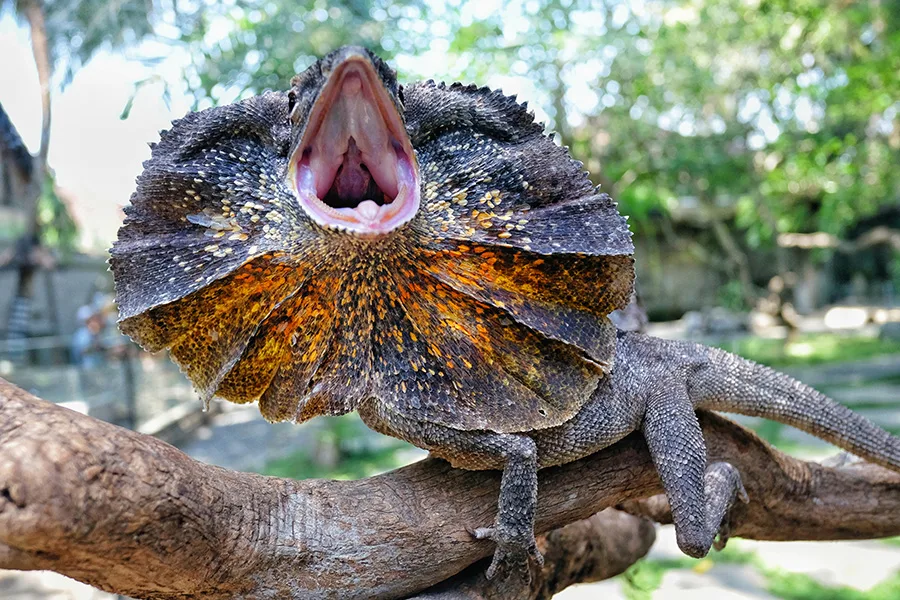 Entrance Ticket Bali Reptile Park