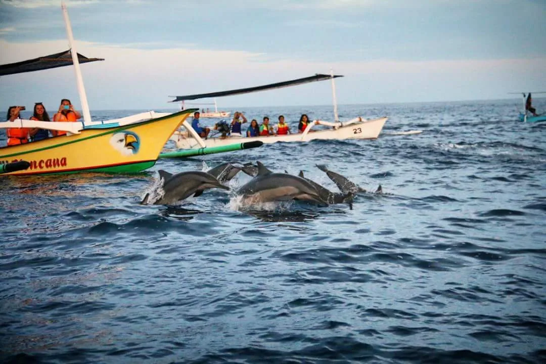 Sunrise Dolphin & Snorkeling Sharing Boat