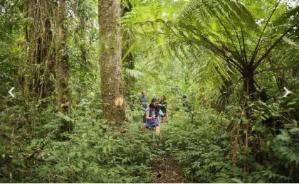 Tandem Luwak Trails Using Buggy